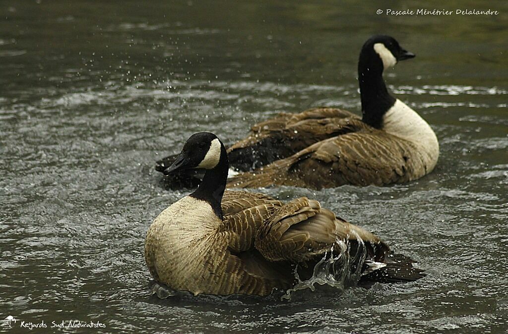 Canada Goose