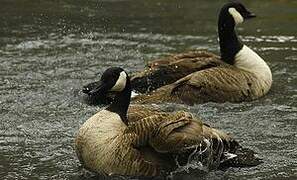 Canada Goose