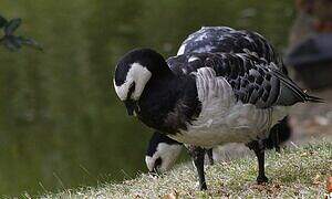 Barnacle Goose