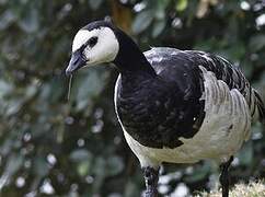 Barnacle Goose