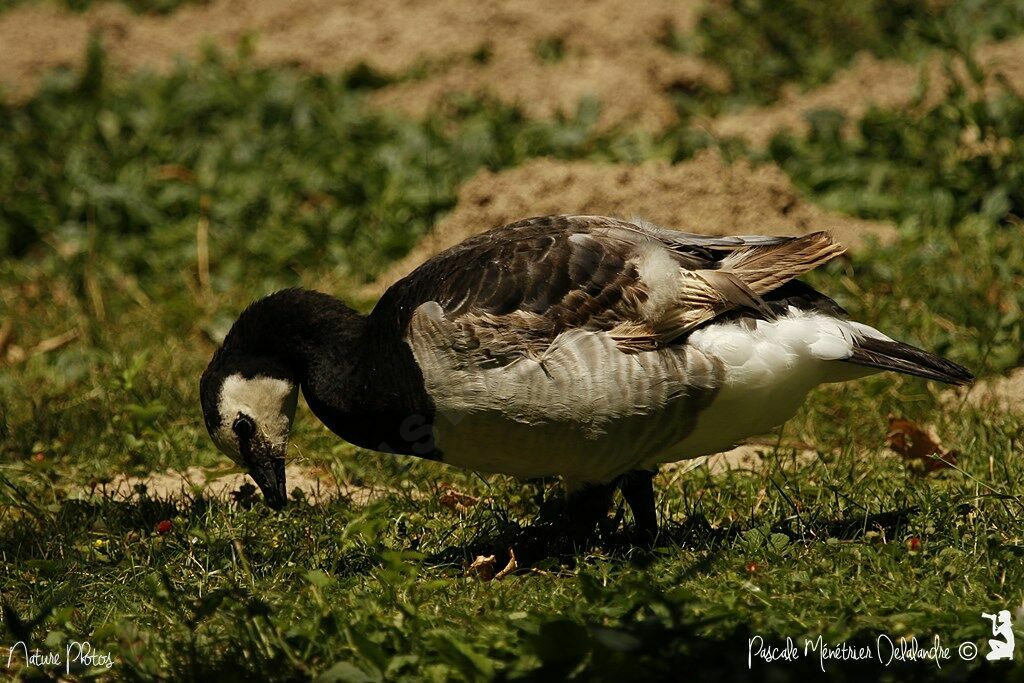 Barnacle Goose