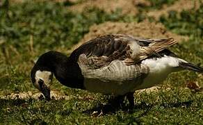 Barnacle Goose