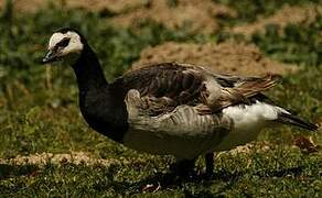 Barnacle Goose