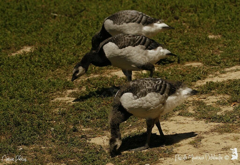 Barnacle Goose