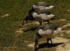 Barnacle Goose