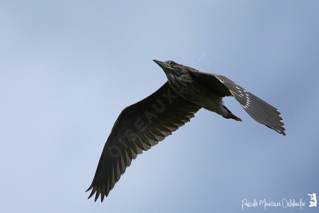 Black-crowned Night Heronjuvenile