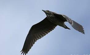 Black-crowned Night Heron