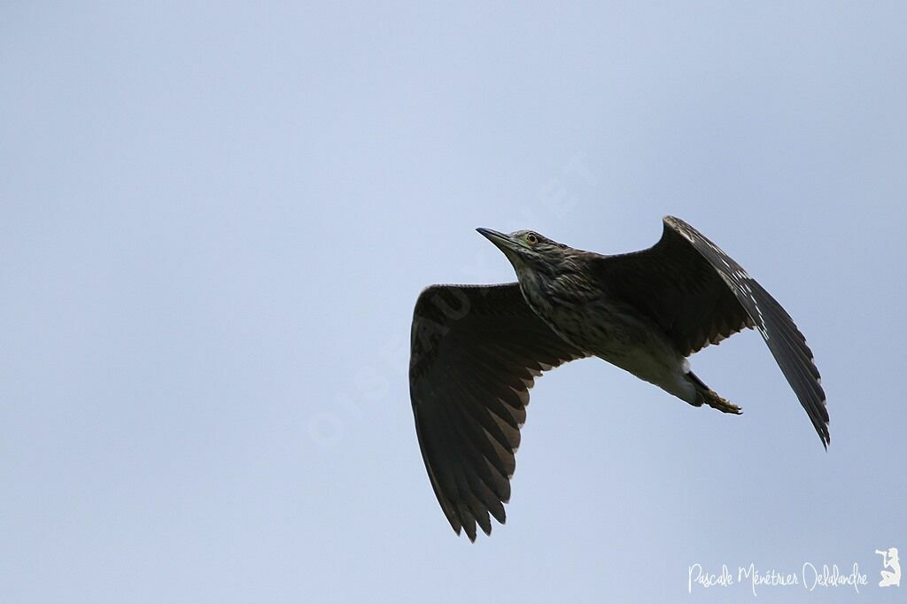 Black-crowned Night Heronjuvenile