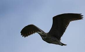 Black-crowned Night Heron