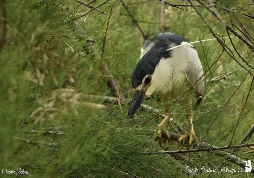 Black-crowned Night Heronadult