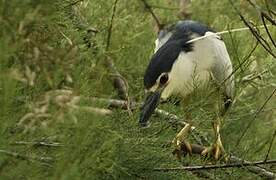 Black-crowned Night Heron