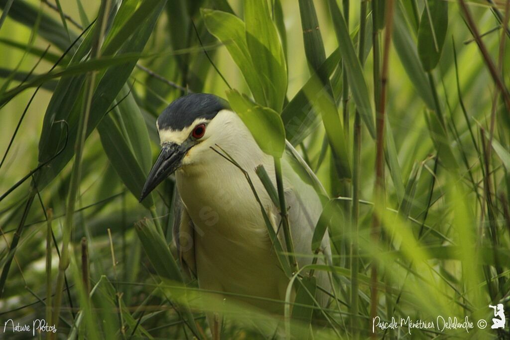 Black-crowned Night Heron