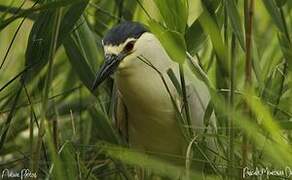 Black-crowned Night Heron