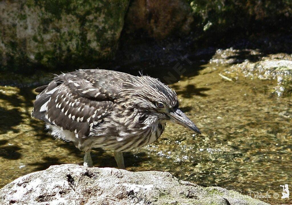 Black-crowned Night Heronjuvenile