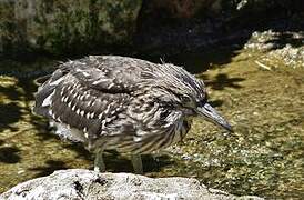 Black-crowned Night Heron