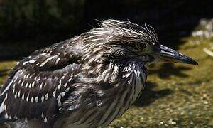 Black-crowned Night Heron