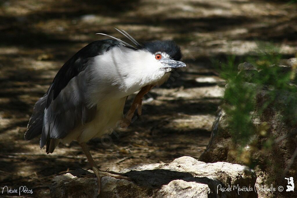 Black-crowned Night Heron