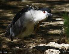 Black-crowned Night Heron