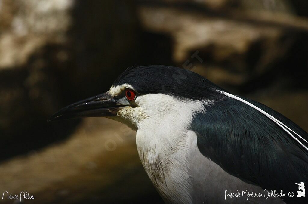 Black-crowned Night Heron