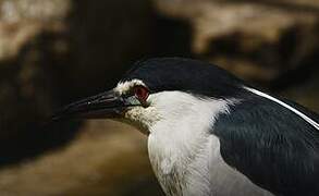 Black-crowned Night Heron