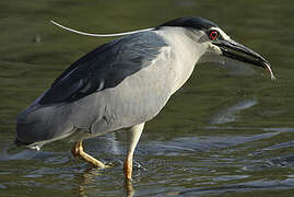 Black-crowned Night Heron