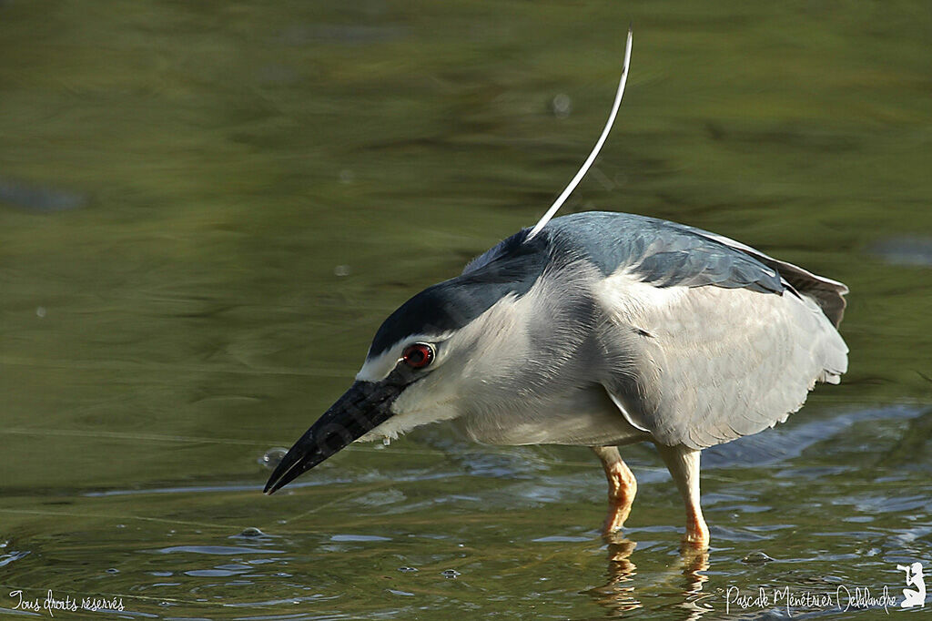 Black-crowned Night Heron