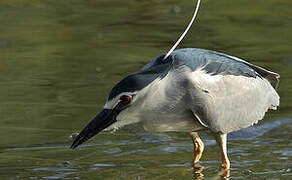 Black-crowned Night Heron