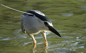 Black-crowned Night Heron