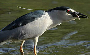 Black-crowned Night Heron