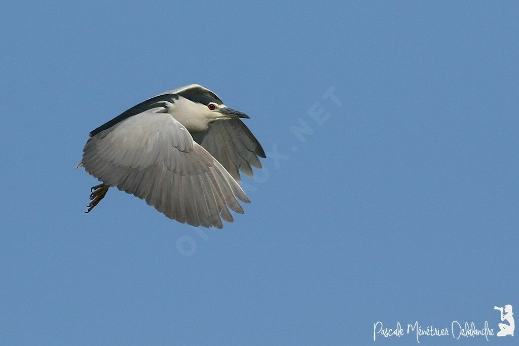 Black-crowned Night Heron