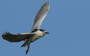 Black-crowned Night Heron