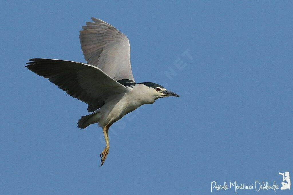 Black-crowned Night Heron