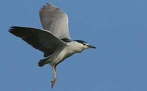 Black-crowned Night Heron