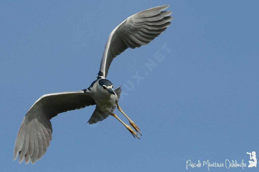 Black-crowned Night Heron