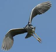 Black-crowned Night Heron