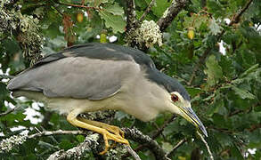 Black-crowned Night Heron