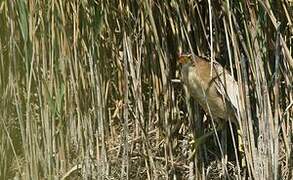 Little Bittern