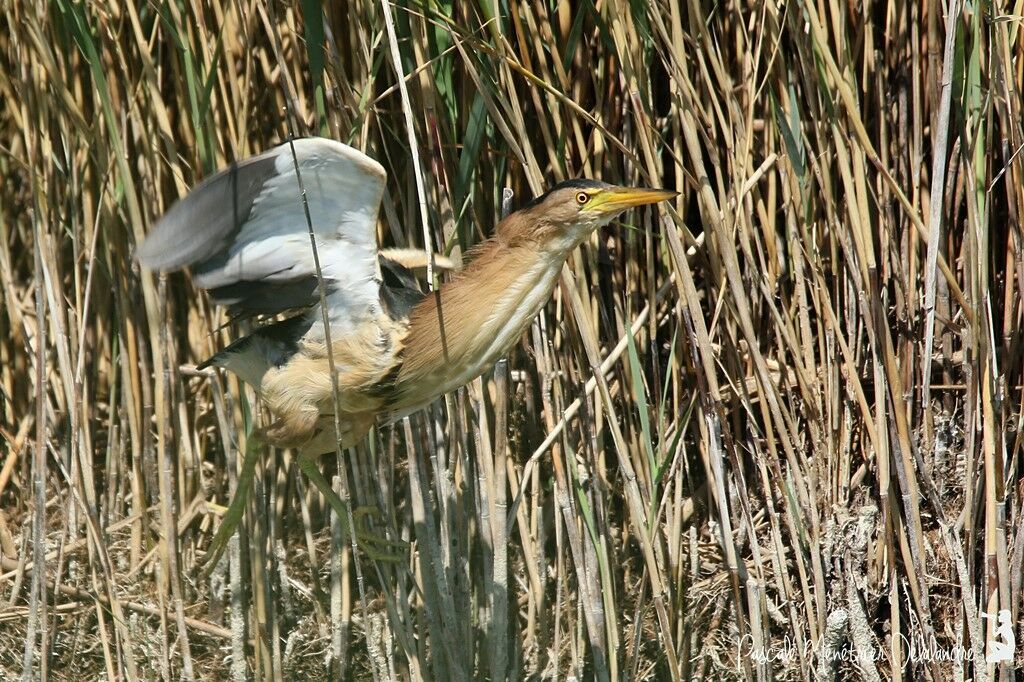 Little Bittern