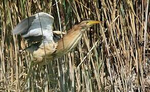 Little Bittern