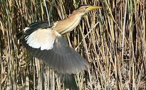 Little Bittern