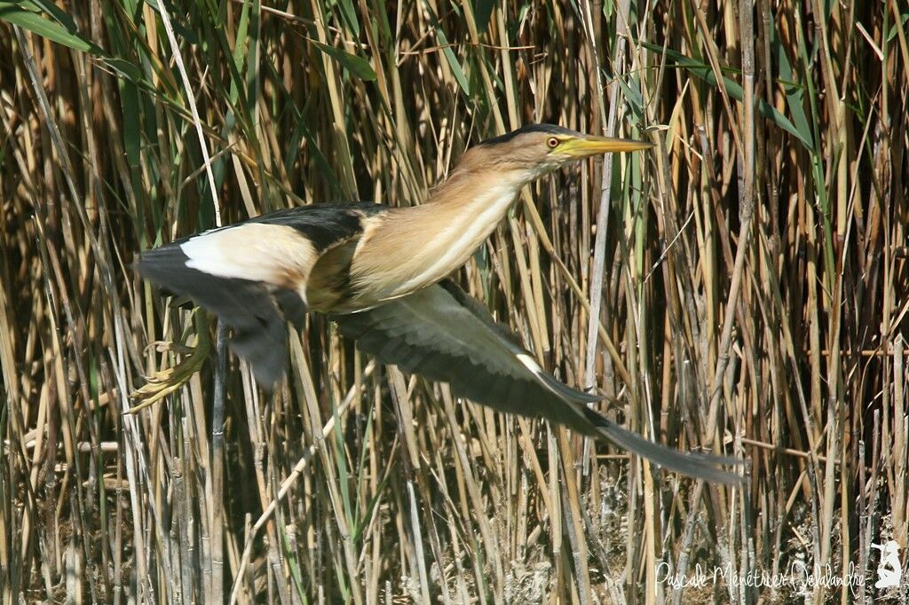 Little Bittern