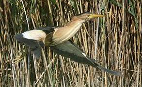 Little Bittern