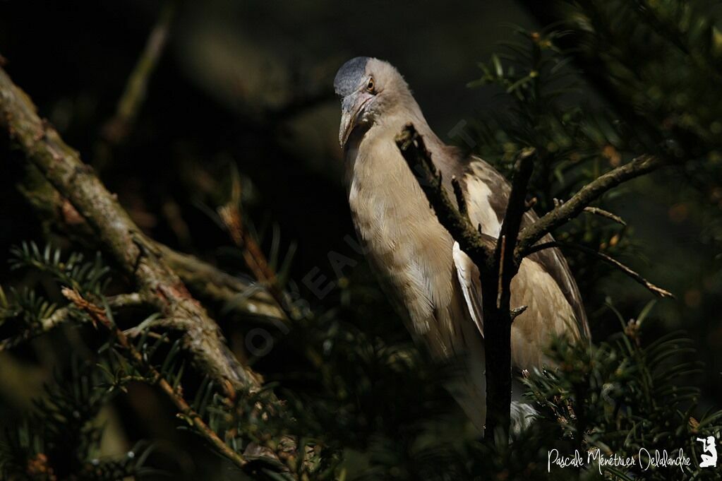 Little Bittern