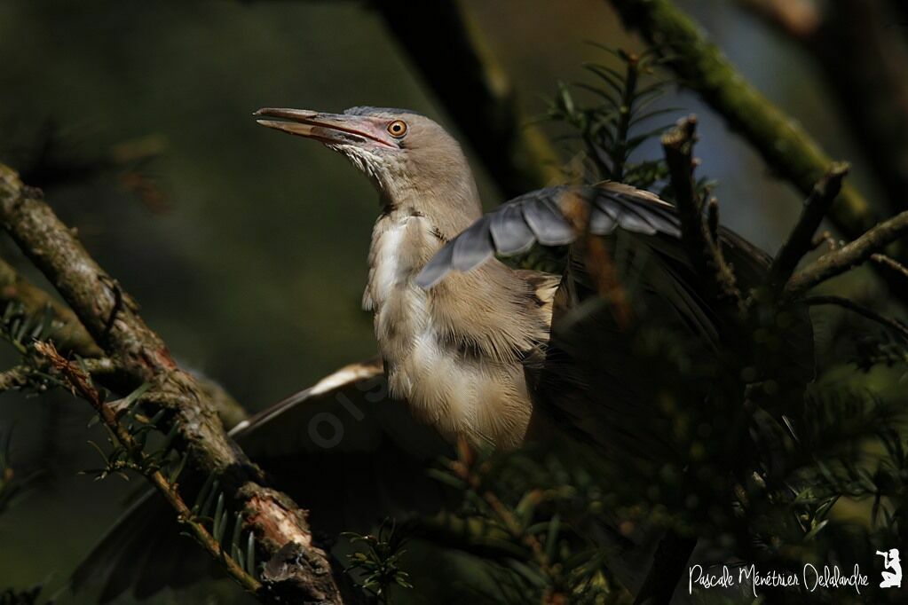 Little Bittern