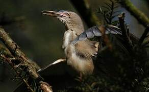 Little Bittern