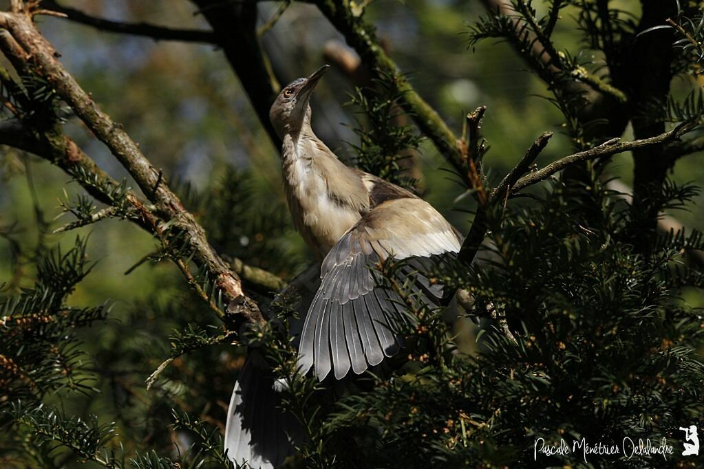 Little Bittern