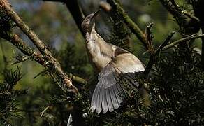 Little Bittern