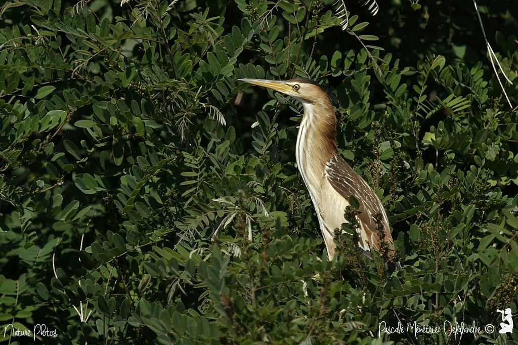 Little Bittern