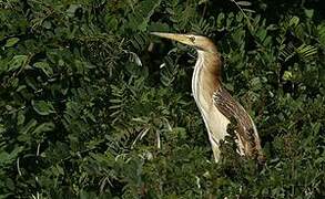 Little Bittern