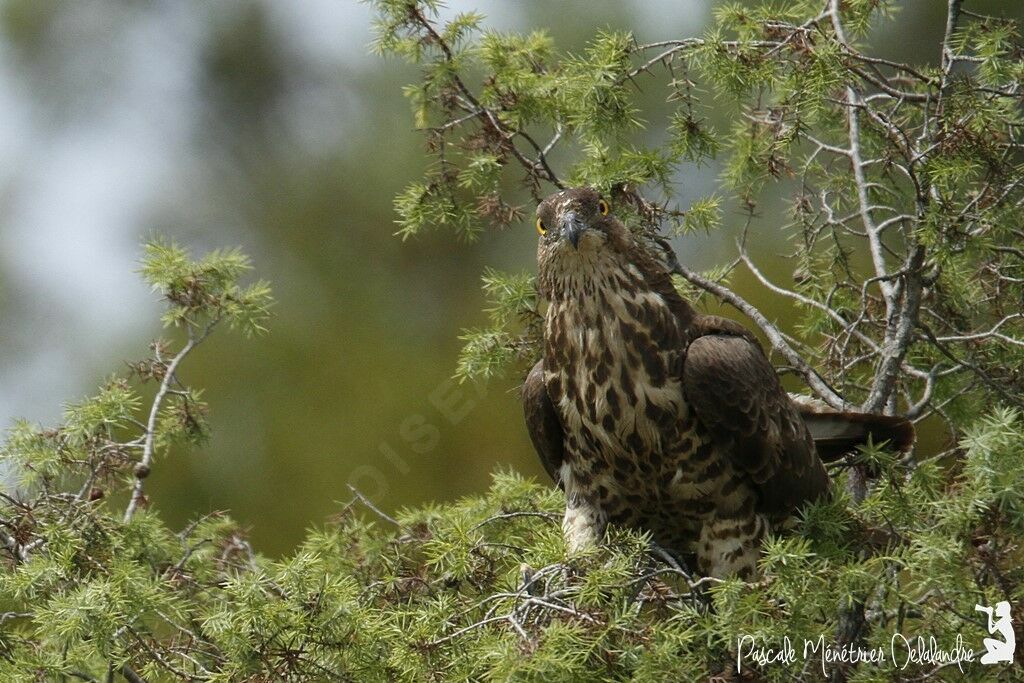 European Honey Buzzard